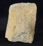 Equisetum sp. LINNAEUS - Bild © FossNet FossilienStore